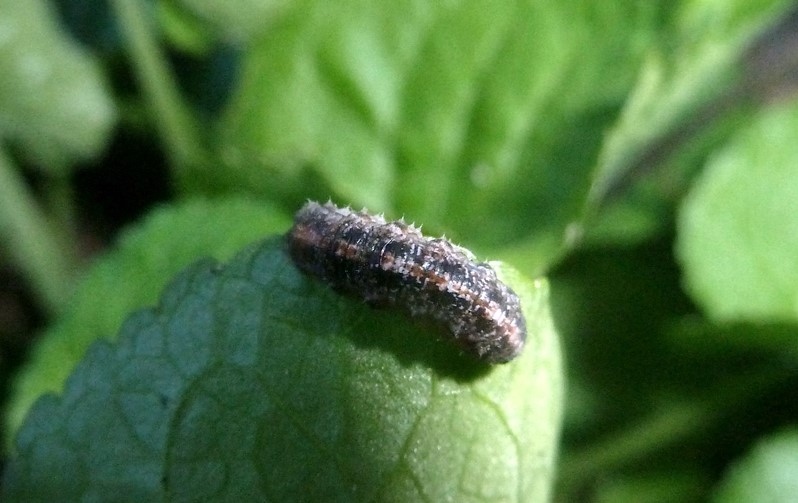 Larva, pupario, adulto: Scaeva dignota? ....Scaeva selenitica